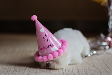 Cute white Bichon Frise dog celebrating birthday at home. Domestic Pet party with hot air balloons...