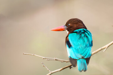 beautiful kingfisher bird