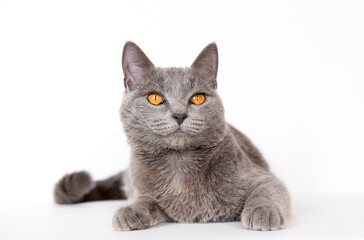 British Shorthair blue young cat with orange eyes on a white background isolate