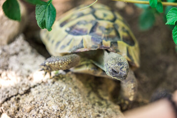 Sweet and young tortoise in its natural habitat, crawling between leaves