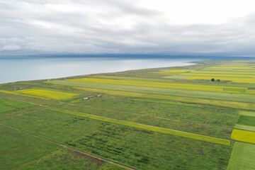 Aerial view of yellow cole flowers flowering in the lakeside of qinghai lake,China