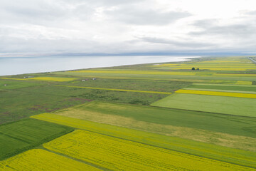 Aerial view of yellow cole flowers flowering in the lakeside of qinghai lake,China