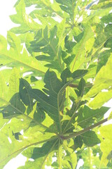 Papaya Tree leaves