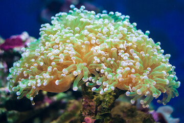 Details of coral reef