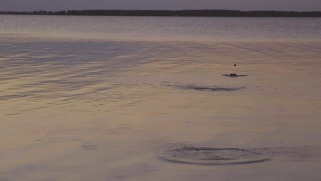 Horizontal slow motion shot footage of young man spending evening on lakeshore playing stone skipping