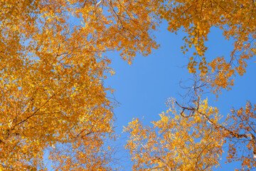 Yellowed crown of tree against blue background of sky. Autumn landscape on sunny day.