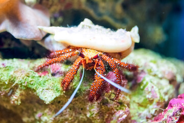 Tropical red crab in aquarium