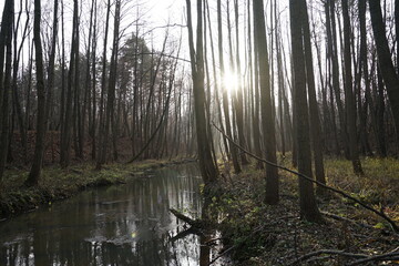 misty morning in the forest