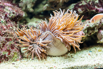 The underwater life