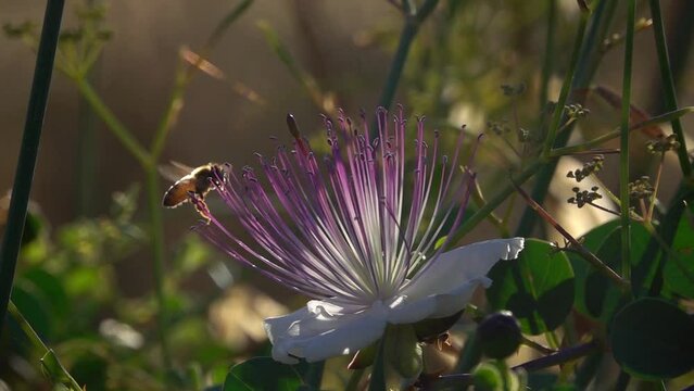 Bee flying around caper flower with pollen close up
slow motion shot from israel 
