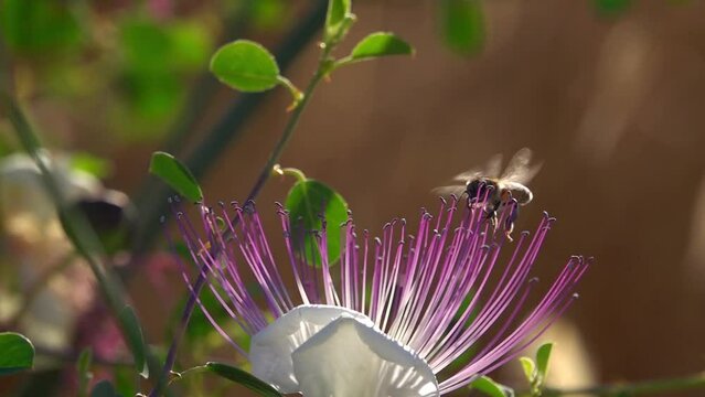 Bee flying around caper flower with pollen close up
slow motion shot from israel 
