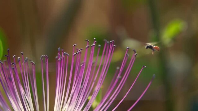 Bee flying around caper flower with pollen close up
slow motion shot from israel 
