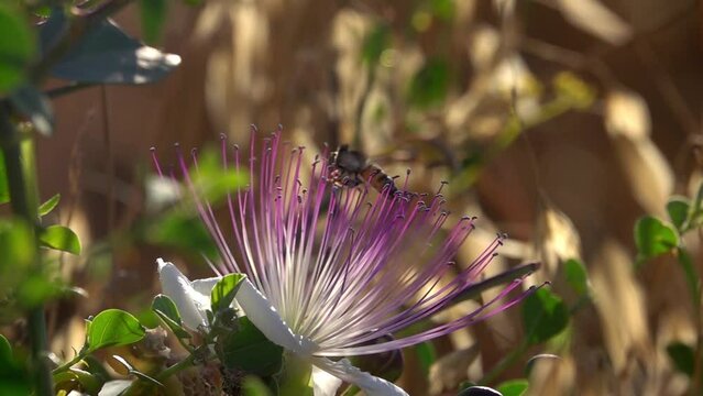 Bee flying around caper flower with pollen close up
slow motion shot from israel 
