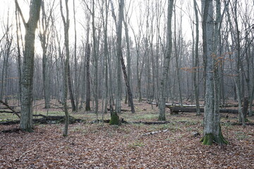 trees in the forest