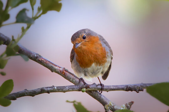 eurasian red robin Erithacus rubecula