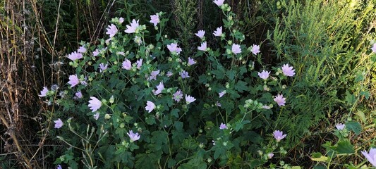 grass and flowers