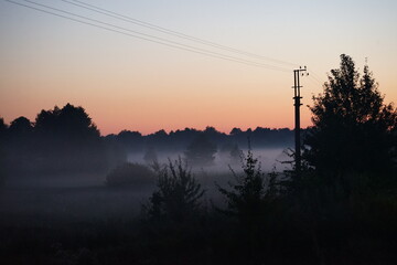 Tree in fog on sunrise