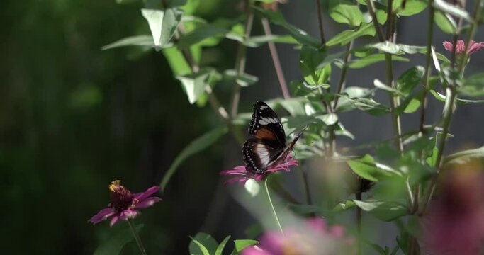A butterfly collects nectar on chamomile then flies against a natural blur background. Selective focus.
