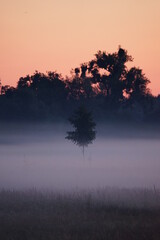 Tree in fog on sunrise