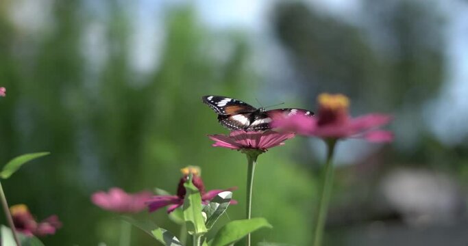 A butterfly collecting nectar on the camomile with a natural blurred background. Selective focus.