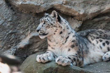 Fototapeta na wymiar cat snow leopard - Irbis, Uncia uncia