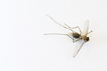 Macro of dead female mosquito lying on white paper surface viewed from above