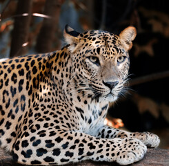 Sri Lanka Ceylon Leopard, Panthera pardus kotiya