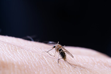 Female mosquito on surface of human skin and black background