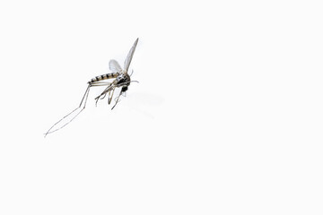 Dead tiger mosquito Aedes albopictus - Stegomyia albopicta, also known as Asian mosquito or forest mosquito isolated on white background