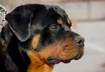 Portrait of a Beautiful Dog of breed Rottweiler.
