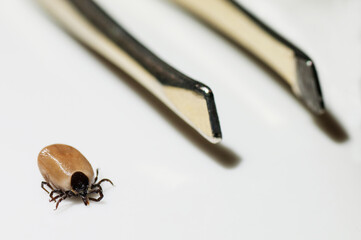 Close-up of engorged dog tick, Ixodes ricinus, and tweezers isolated on white, side view