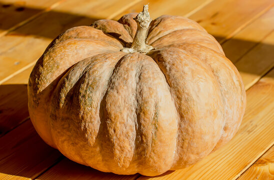 Large ripe yellow pumpkin on the table.