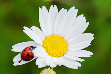 Macro of red ladybug sitting on a leaf of a daisy flower