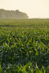 field of corn