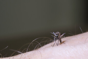 Macro of mosquito sucking blood on surface of human skin