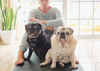 Family portrait with couple funny old pug dogs looking at camera. Senior smiling fun woman sitting...