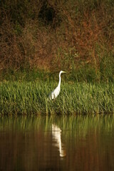 great white egret