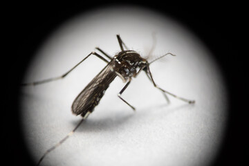 Extreme close-up of isolated tiger mosquito through vignetted scope
