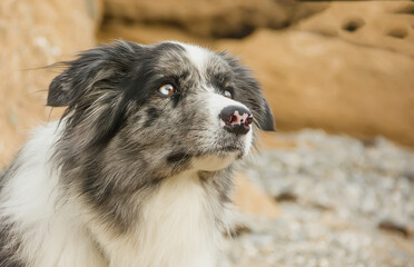 Dog breed Border Collie with an expressive look.
