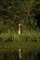 great white heron in flight