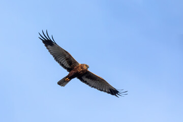 Fototapeta na wymiar Marsh Harrier, Birds of prey, Europe Wildlife