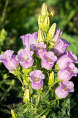 Bright summer flowers lilac pink bells