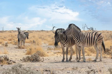 Foto op Canvas Burchell& 39 s zebra& 39 s in Etosha National Park, Namibië © magicbones
