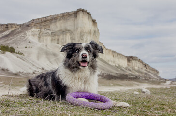 Dog breed Border Collie on the background of the mountains.