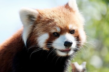 レッサーパンダ