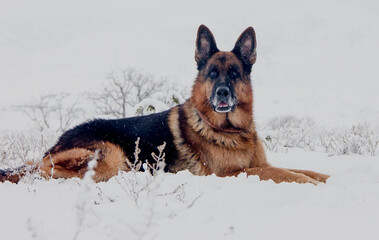 Beautiful Dog Breed German Shepherd in the snow in winter.