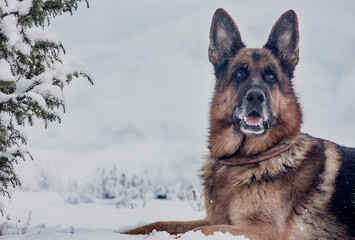 Beautiful Dog Breed German Shepherd in the snow in winter.