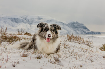 Dog Breed Border Collie in winter against the backdrop of snow-capped mountains.