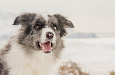 Dog Breed Border Collie on the background of winter mountains.