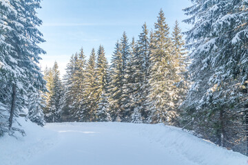 Snowed road through a forest in Polish Tatra mountain.